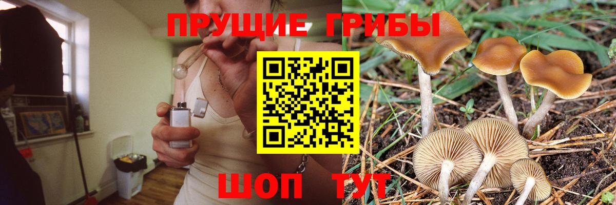 Псилоцибиновые грибы Psilocybe Клин